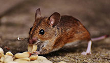 24 Hour & Emergency Exterminators in Smithville, VT
